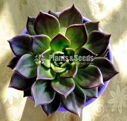 Succulent 