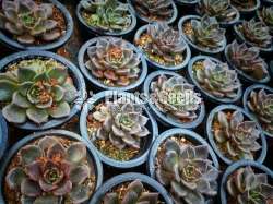 Succulent 