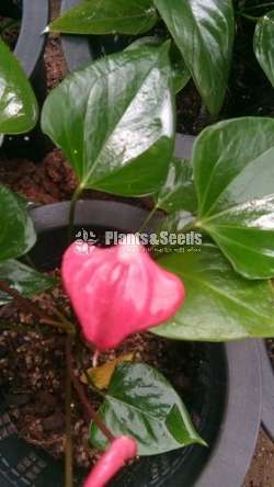 Anthurium