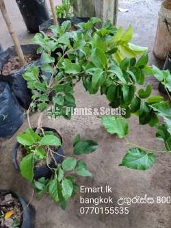 Ugurassa Plants (උගුරැස්ස)