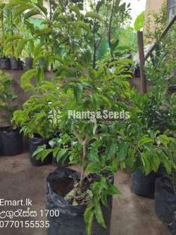 Ugurassa Plants (උගුරැස්ස)