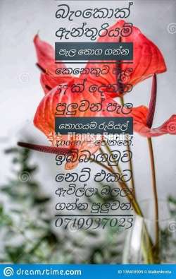 Bankok Anthurium