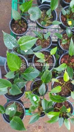 Bankok Anthurium