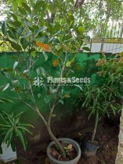 Jackfruit plants ( පැනි වරකා පැල)