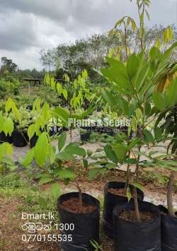 Rabutan Plants (රබුටන් පැල )