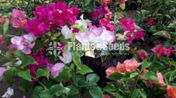 bougainvillea flowers  (බෝගන්විලා පැල)