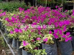 bougainvillea flowers  (බෝගන්විලා පැල)
