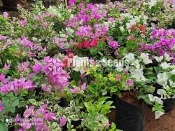 bougainvillea flowers  (බෝගන්විලා පැල)