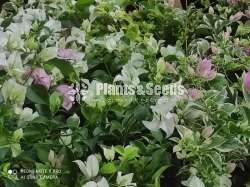 bougainvillea flowers  (බෝගන්විලා පැල)