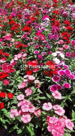 Carnation flowers (කානේෂන් )