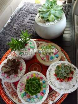 Cactus and Succulent with Pots