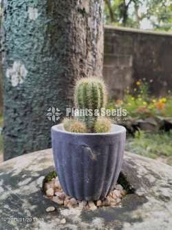 Cactus for sale 