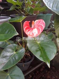 Anthurium Butterfly Orange