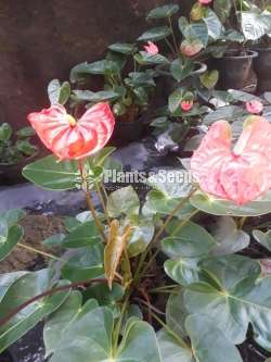 Anthurium Butterfly Orange