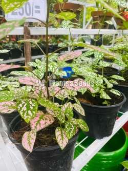 Outdoor Plants