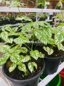 Outdoor Plants