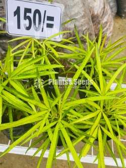 Outdoor Plants