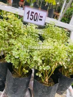 Outdoor Plants