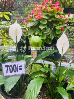 Peace Lilly
