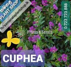 කූපීයා මල් (Cuphea)