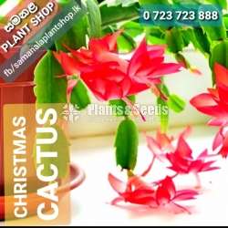 Christmas cactus