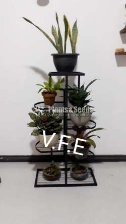 Plant Rack