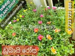Dubai rosa (ඩුබායි රෝස)