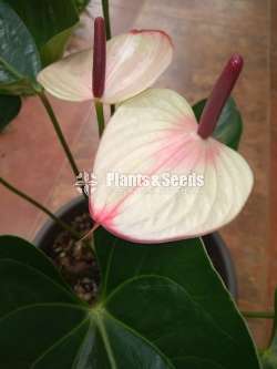 Maxima Anthurum-Mother plants