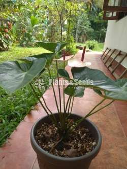 Maxima Anthurum-Mother plants