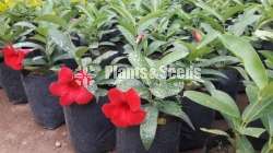 Butter Cup( මැන්ඩවිලා)