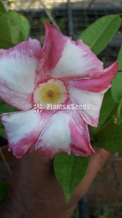 Butter Cup( මැන්ඩවිලා)