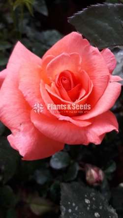 Roses Plants