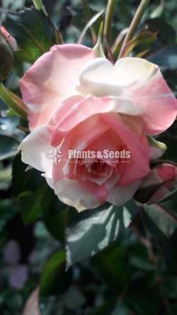 Roses Plants