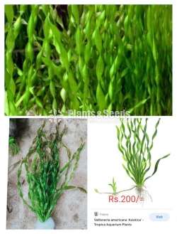 Aslatica (Tropica Aquarium Plants)