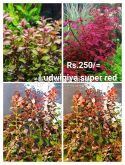 Ludwigiya super red