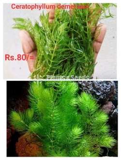 Ceratophyllum demersam