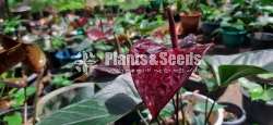 Anthurium Black Cardinal (බ්ලැක් කාර්ඩිනල්)