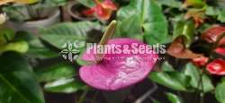 New purple anthurium