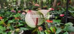 Mystic Anthurium (මිස්ටික් ඇන්තුරියම් )