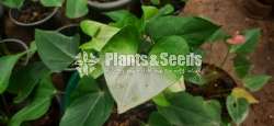 Namora Anthurium