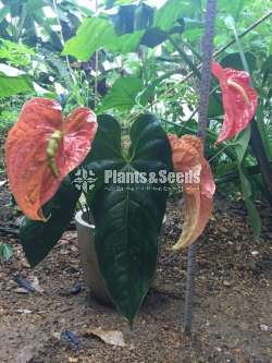 Large anthurium trees (with 3 flowers)