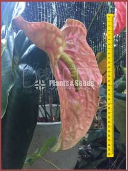 Large anthurium trees (with 3 flowers)