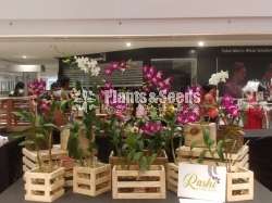 Orchids with wooden box
