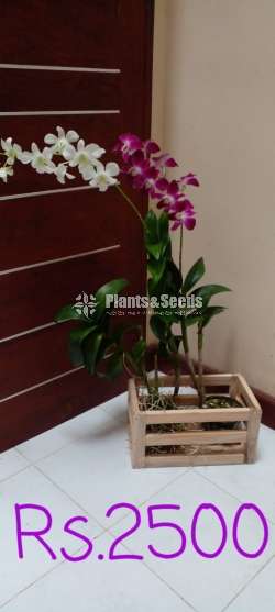 Orchids with wooden box