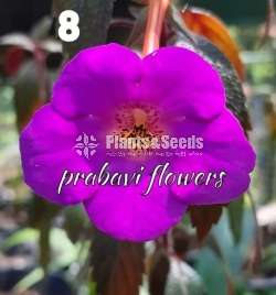 Achimenes (ඇච්මිනාස්)