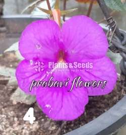 Achimenes (ඇච්මිනාස්)