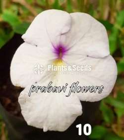 Achimenes (ඇච්මිනාස්)