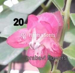 Lipstick Flowers -24 types