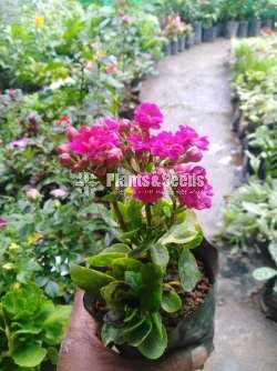 Kalanchi (කලංචි මල් පැල)
