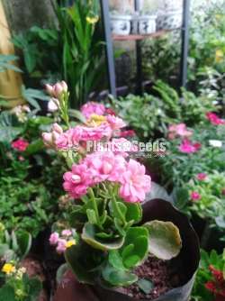 Kalanchi (කලංචි මල් පැල)